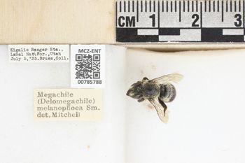 Media type: image;   Entomology 785788 Aspect: labels